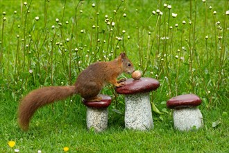 Squirrel sitting on granite mushroom with nut in green grass and white flowers