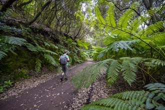 Hikers on a trail through the forest with ferns