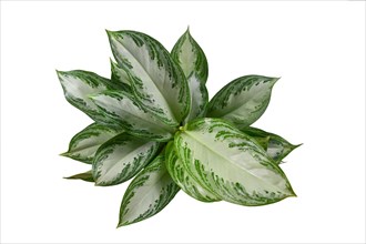 Top view of tropical 'Aglaonema Silver Bay' houseplant with silver pattern on white background
