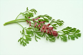 Medicinal plant Common fumitory