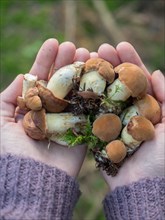 Woman holding in hands gathered butter mushrooms against autumn forest landscape. Human hands with heap of
