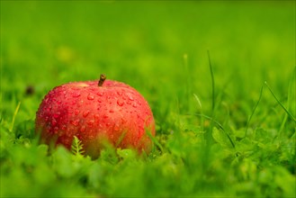 Close-up of red ripe apple with water drops on green grass in the garden. Shallow depth of field