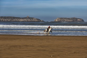 Rider galloping with two horses on the beach