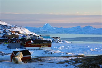Sledge dog in front of different coloured houses and icebergs in winter landscape