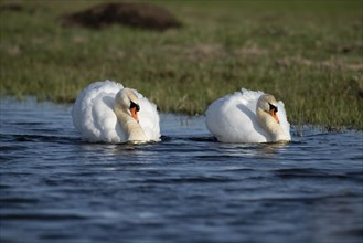 Swimming Mute Swan