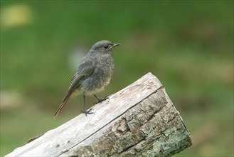 Black Redstart standing on branch looking right