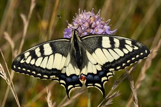 Swallowtail with open wings sitting on a violet flower from behind