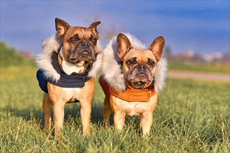 Pair of fawn French Bulldog dogs wearing warm winter clothes with fur collar as protection from cold temperatures