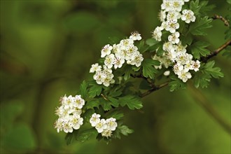 Flower of the common hawthorn