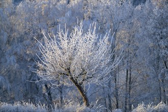 Tree with hoarfrost