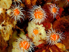 Mirror jelly anemones