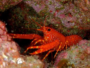 Red Atlantic Reef Lobster