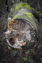 Tree fungi on deadwood