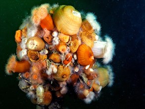 Many specimens of clonal plumose anemone