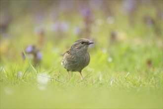 Dunnock or Hedge sparrow