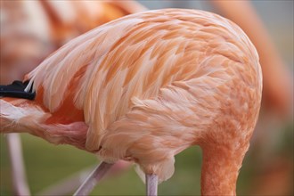 Feathers of an American flamingo