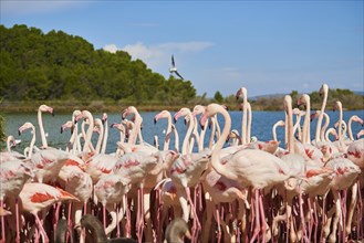 Group of Greater flamingo