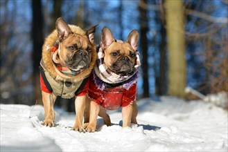 Two fawn French Bulldog dog wearing warm winter clothes in snow landscape