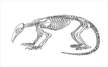 Skeleton of tamandua