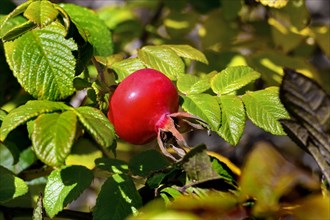 Rosehip of the dog rose
