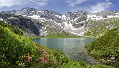 Mountain lake with alpine roses and mountains