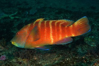 Colourful Natal tooth wrasse