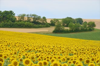 Landscape with sunflower field in summer