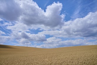 Hilly wheat field with sky in summer