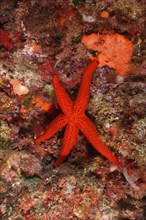 Close-up of mediterranean red sea star
