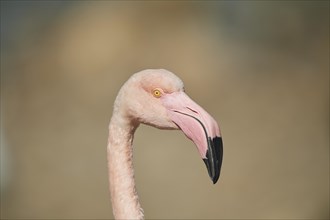 Portrait of a Greater flamingo