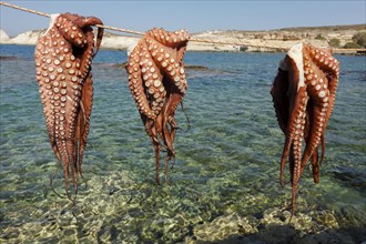 Octopus drying in the Sun