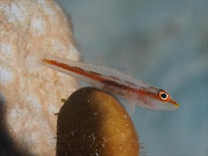 Toothy goby