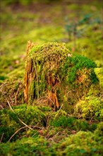 Forest floor with tree stump and moss