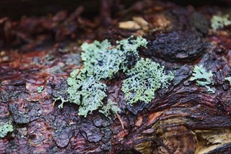 Close-up of a monk's-hood lichen