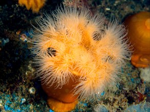 Clonal plumose anemone