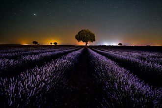 Milky way in a star sky in a summer lavender field