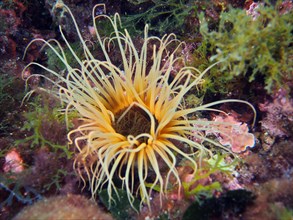 Coloured tube anemone