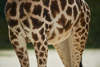 Feet of a Reticulated giraffe