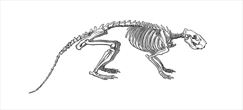 Skeleton of the cane rat