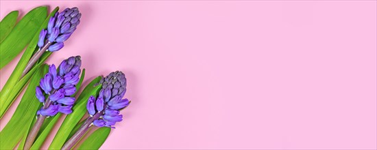 Spring banner with blooming purple Hyacinth flowers on side of pink background with copy space