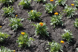 Yellow marigolds on a flower bed