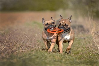 Two French Bulldog dogs playing fetch together with flying disc toy