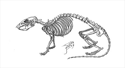 Skeleton of Norway rat