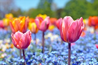 Beautiful pink tulip in middle of field with colorful blue spring flowers on blurry background