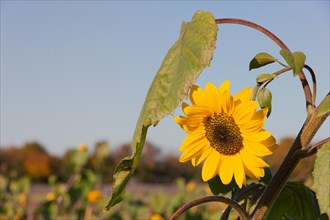 Flowering sunflower with leaf