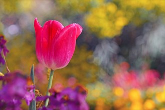 Beautiful bright pink tulip in middle of field with colorful blue spring flowers on blurry background