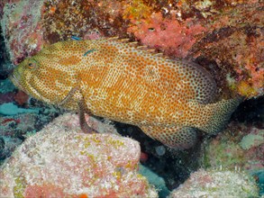Caribbean grouper