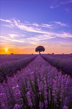 Lavender field at sunset with purple flowers