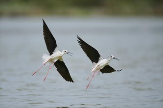Two Black-winged stilt