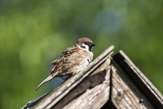 Eurasian tree sparrow